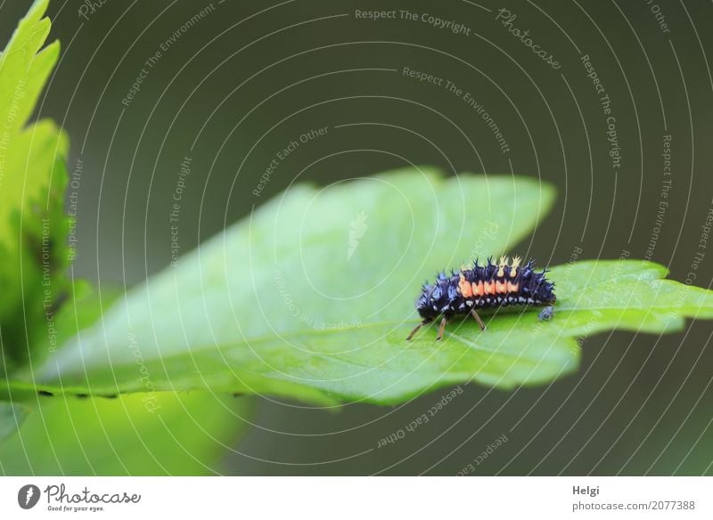 Marienkäfers Kinderstube Umwelt Natur Pflanze Tier Frühling Blatt Garten Käfer Larve Laus 2 Tierjunges krabbeln authentisch außergewöhnlich einzigartig klein