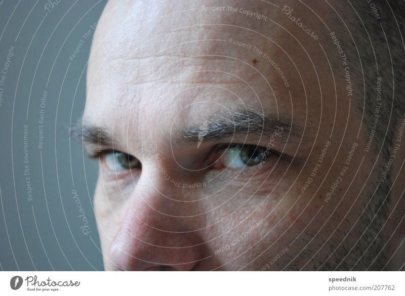 Ausschnitt Mensch maskulin Auge 30-45 Jahre Erwachsene Haare & Frisuren Glatze Denken Blick Coolness kalt blau ruhig Selbstbeherrschung Gelassenheit Farbfoto
