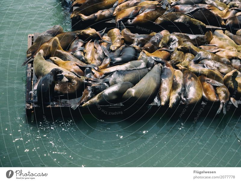 Montags einfach mal abhängen Ernährung Sushi schön Umwelt Wellen Küste Seeufer Flussufer Strand Bucht Fjord Riff Meer Tier Wildtier Fährte Streichelzoo Aquarium