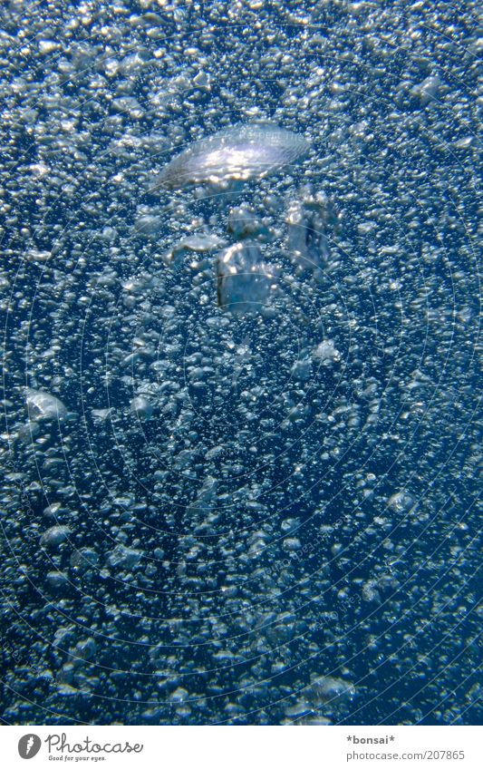o2 tauchen Luft Wasser Meer Rotes Meer atmen Bewegung glänzend leuchten Flüssigkeit frisch nass natürlich wild blau Leben Kraft Leichtigkeit Natur Blase