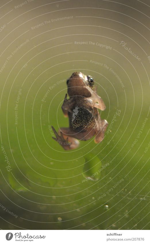 Angie Frosch 1 Tier Tierjunges klein gepunktet Nahaufnahme Makroaufnahme Froschperspektive Tierporträt Freisteller Tiergesicht Ganzkörperaufnahme Maul