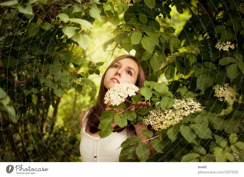 Gartenträumerei Mensch feminin Junge Frau Jugendliche Erwachsene 1 18-30 Jahre Natur Frühling Sommer Pflanze Sträucher Blüte Holunderblüte Holunderbusch träumen
