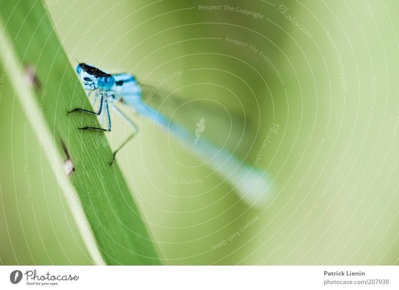 Azurjungfer Umwelt Natur Pflanze Tier Sommer Gras Wildtier Tiergesicht Flügel 1 Libelle blau grün Blick schön ruhig Farbfoto Detailaufnahme Makroaufnahme