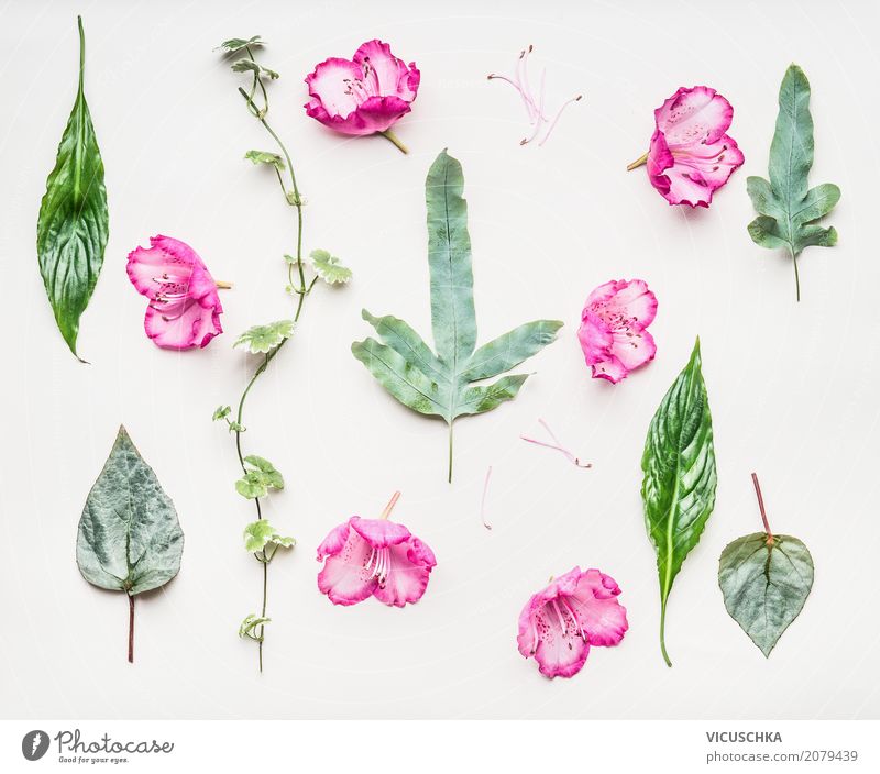 Botanische Composing Lifestyle Stil Design Sommer Valentinstag Natur Pflanze Frühling Blume Blatt Blüte Dekoration & Verzierung Ornament Liebe retro rosa