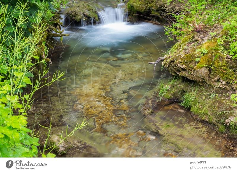Mini Wasserfall Ausflug Abenteuer Sommer wandern Umwelt Natur Landschaft Pflanze Tier Erde Frühling Gras Sträucher Bach Fluss Stein Blühend entdecken