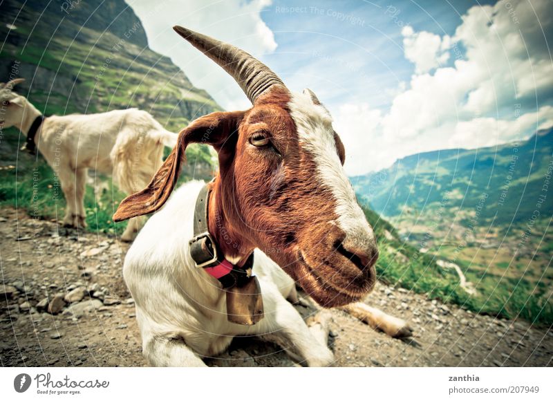 Ziegen die auf Männer starren Sommer Berge u. Gebirge Wolken Schönes Wetter Alpen Tier Nutztier liegen Blick sitzen warten braun weiß Gelassenheit Glocke Horn