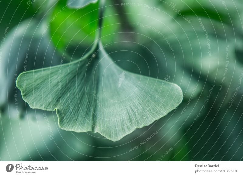 Ein Gingko Biloba Blatt im Fokus Gesundheitswesen Ginkgo Garten Park Wald grün Zufriedenheit Erholung nachhaltig Umwelt Umweltverschmutzung Umweltschutz