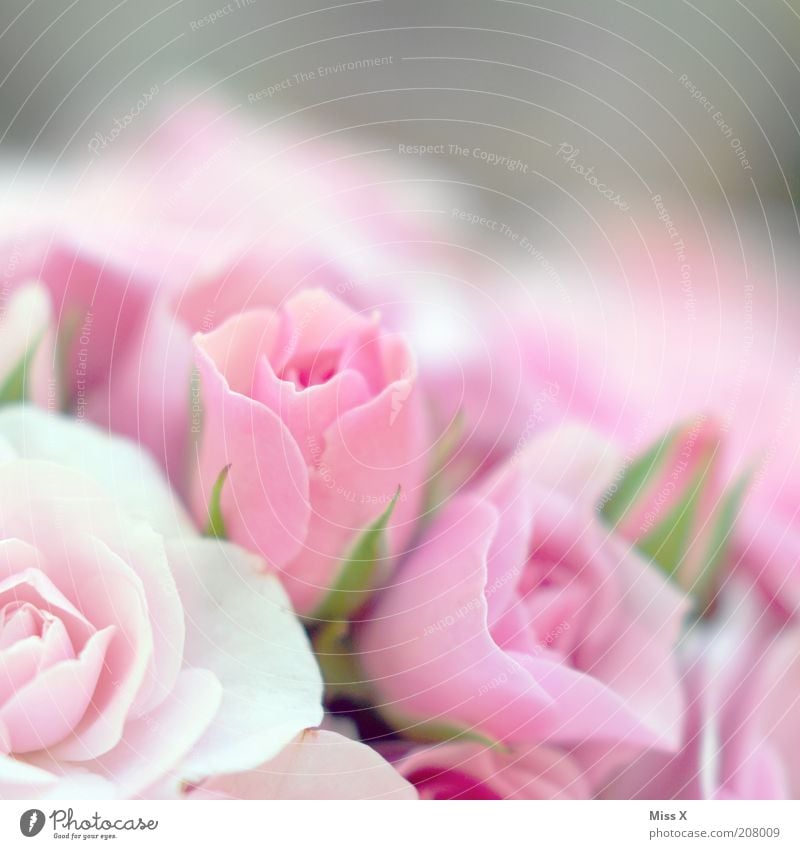 Mädchenfoto hoch2 Duft Valentinstag Muttertag Pflanze Blume Rose Blüte Blühend schön rosa rein Rosenblüte zart Farbfoto Nahaufnahme Menschenleer