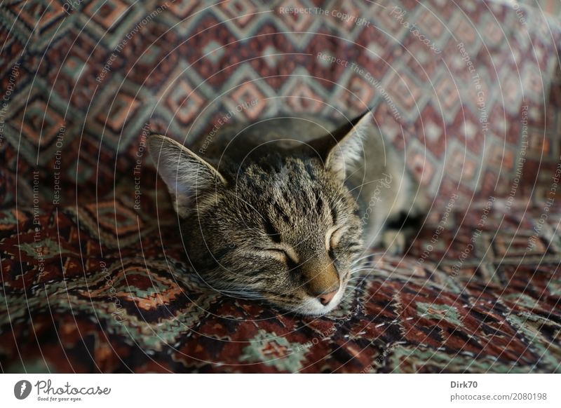 Katzenleben! Häusliches Leben Wohnung Sofa Wohnzimmer Decke Tagesdecke Lieblingsplatz Tier Haustier Hauskatze Tigerkatze tabby Europäisch Kurzhaar 1 liegen