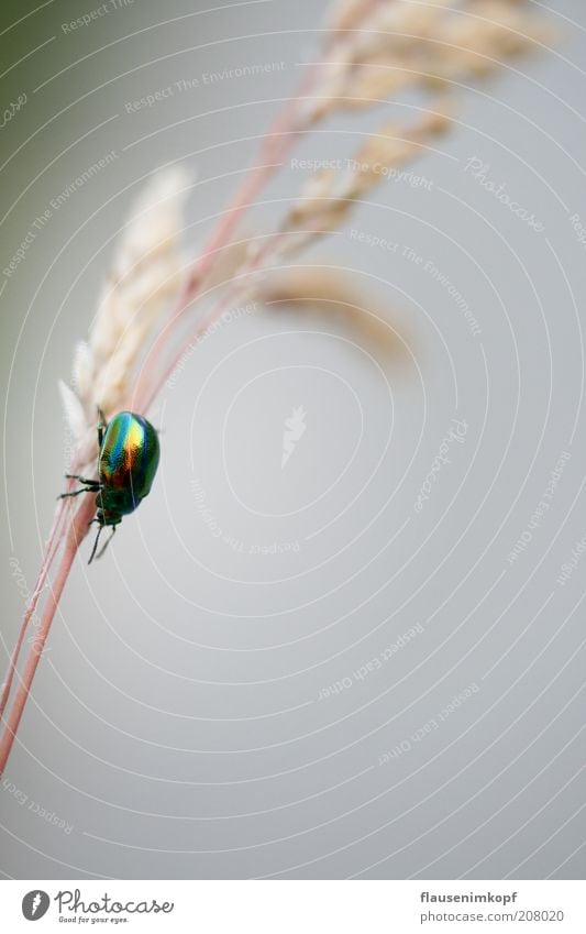 Kleiner bunter Freund ... Natur Sommer Gras Käfer 1 Tier Bewegung krabbeln entdecken Reflexion & Spiegelung schimmern glänzend Insekt Farbfoto Außenaufnahme