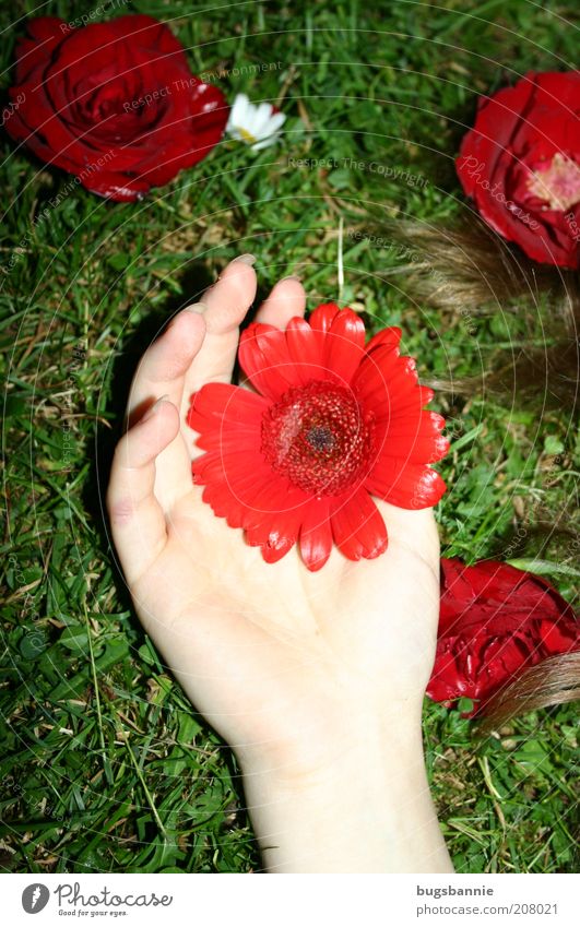 Roter Blumenregen Hand Natur Pflanze Rose Gerbera liegen Duft elegant frisch Kitsch feminin grün rot Gefühle Lebensfreude träumen ästhetisch Farbe Farbfoto