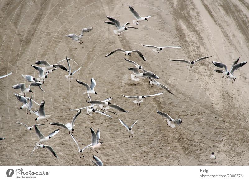 mit | Tempo | auf Futtersuche Umwelt Natur Tier Frühling Küste Strand Wildtier Vogel Möwe Schwarm Sand Bewegung fliegen Blick authentisch Zusammensein