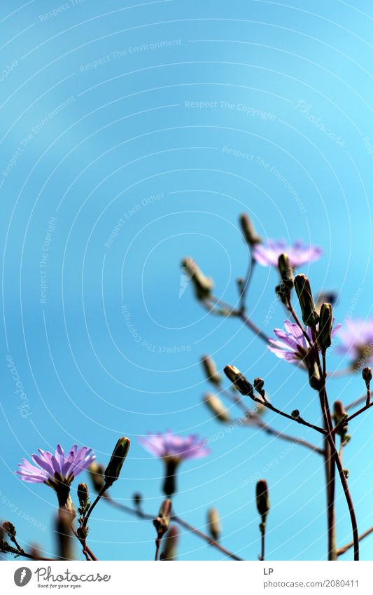 lila Blüten am blauen Himmel Lifestyle Freude Wellness Leben harmonisch Wohlgefühl Zufriedenheit Sinnesorgane Erholung ruhig Meditation Duft Umwelt Natur