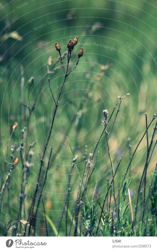 plateaugewächs Umwelt Natur Landschaft Pflanze Frühling Sommer Schönes Wetter Wärme Gras Sträucher Wildpflanze ästhetisch braun grün Dürre trocken Farbfoto