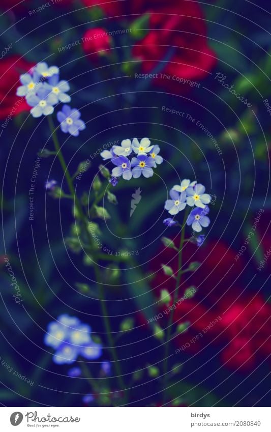 Blümchenfein Garten Pflanze Blume Blüte Blühend Duft ästhetisch positiv blau grün rot Farbe Natur Wachstum Farbfoto Außenaufnahme Menschenleer Textfreiraum oben