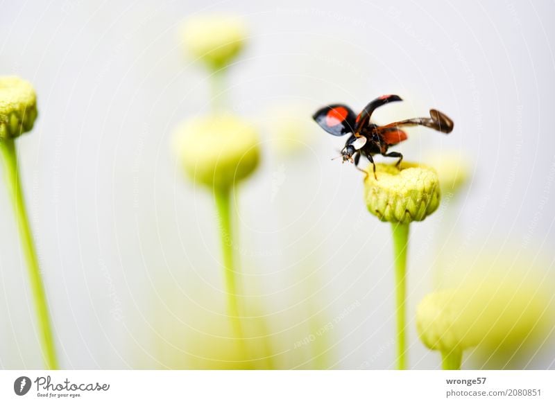 Abflug Tier Nutztier Wildtier Käfer Marienkäfer 1 fliegen springen klein gelb grün rot schwarz Insekt Abheben entfalten schwarz-rot winzig Makroaufnahme
