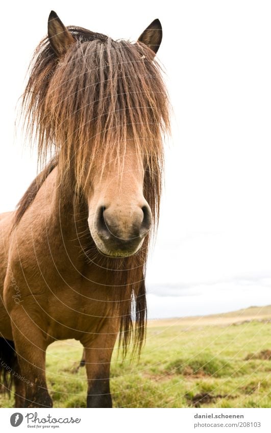 Islandhippie Ferien & Urlaub & Reisen Natur Landschaft Tier Nutztier Pferd Tiergesicht 1 Coolness elegant Freiheit Island Ponys Tierporträt Blick in die Kamera