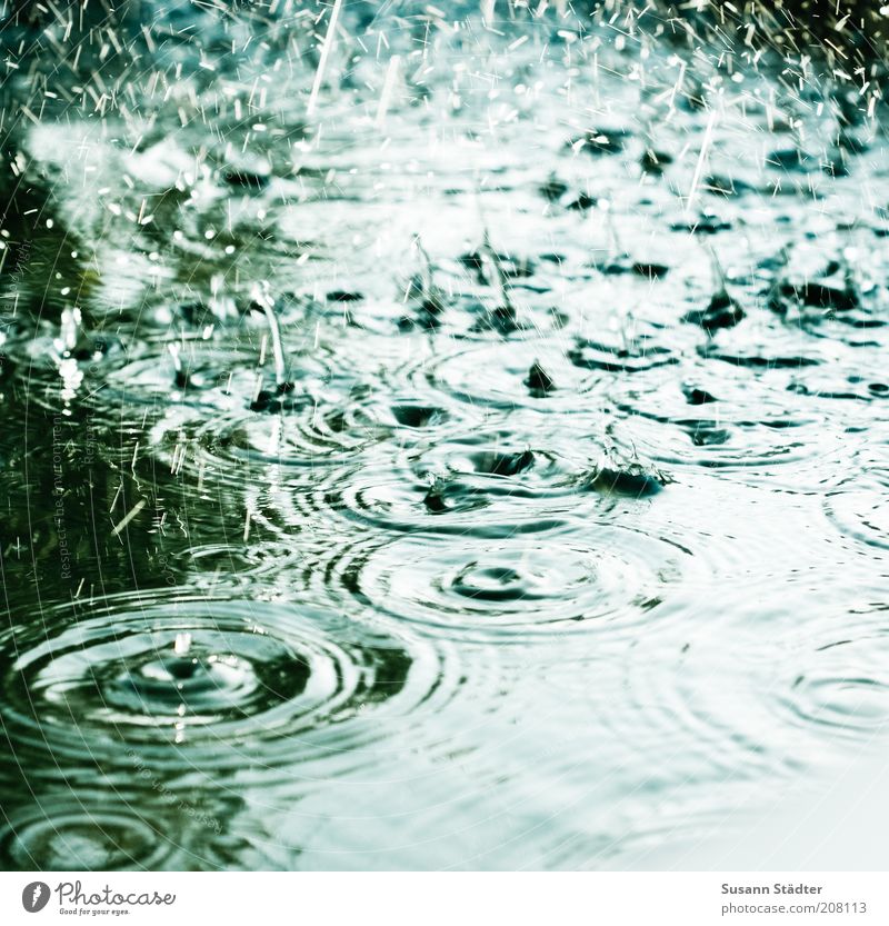 Der Geruch von Sommerregen Natur Klima Klimawandel Wetter schlechtes Wetter Unwetter Regen Wellen Flüssigkeit kalt nass Wassertropfen Gewässer Kreis Wellenform