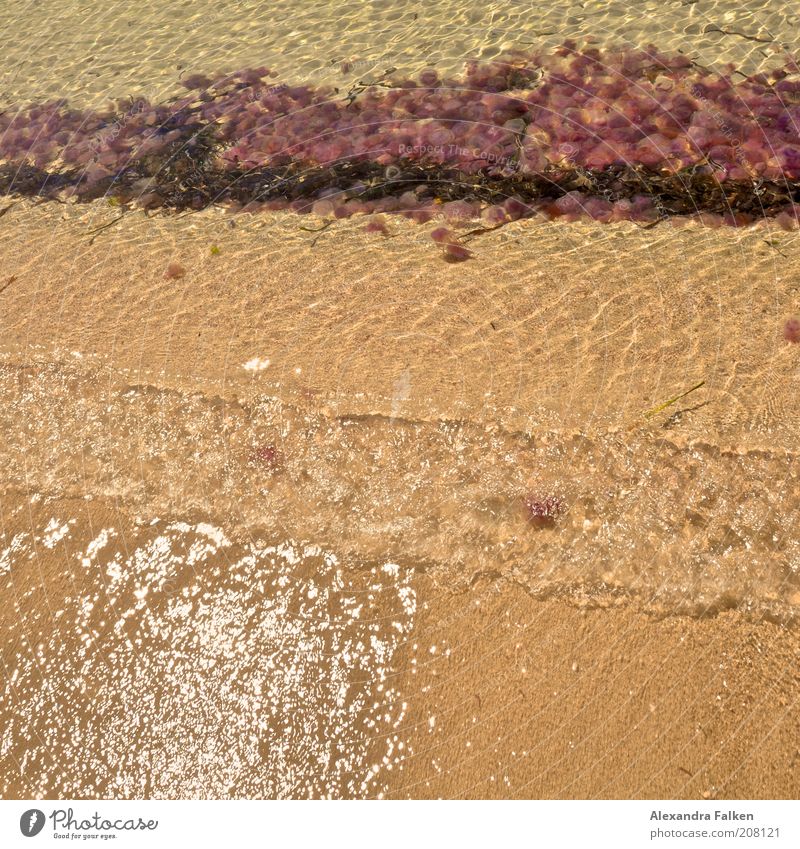 Feueralarm Wasser Küste Strand schleimig Qualle Feuerqualle Gischt Sandstrand Plage Farbfoto Außenaufnahme Reflexion & Spiegelung Menschenleer Meer gefährlich