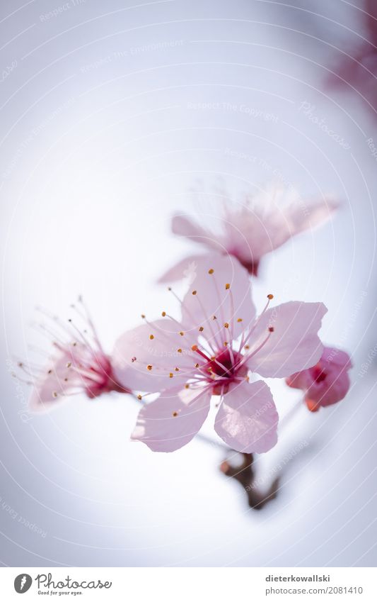 Kirsche Umwelt Natur Landschaft Pflanze Frühling Blühend schön weich Glück Zufriedenheit Lebensfreude Frühlingsgefühle ruhig Blüte Kirschblüten Stempel