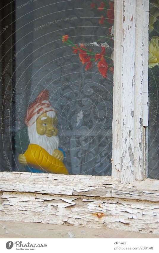Karotte Pflanze Fenster Holz Glas alt Kitsch trashig trist Frieden Idylle Gartenzwerge Sprossenfenster lackiert Kunststoff Keramik Möhre Gardine Vorhang