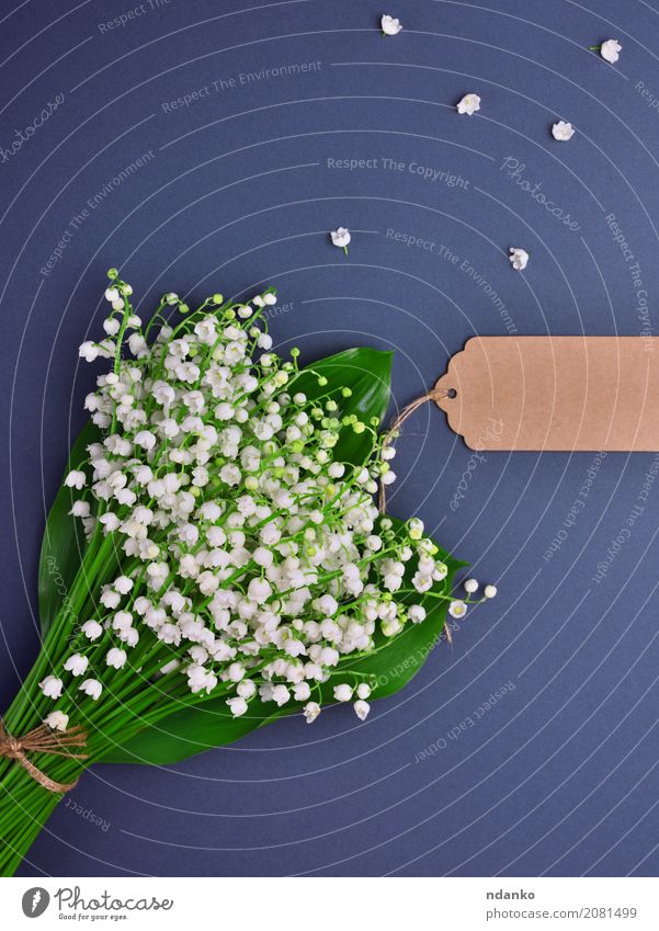 Blumenstrauß aus weißem Maiglöckchen Design Valentinstag Muttertag Natur Pflanze Blatt Blüte Papier Blühend hell klein grün schwarz Überstrahlung geblümt