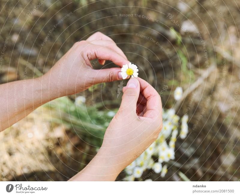 kleines weißes Gänseblümchen in weiblichen Händen schön Körper Sommer Feste & Feiern Hand Pflanze Gras Blatt Blüte Wald hängen Liebe frisch hell natürlich gelb