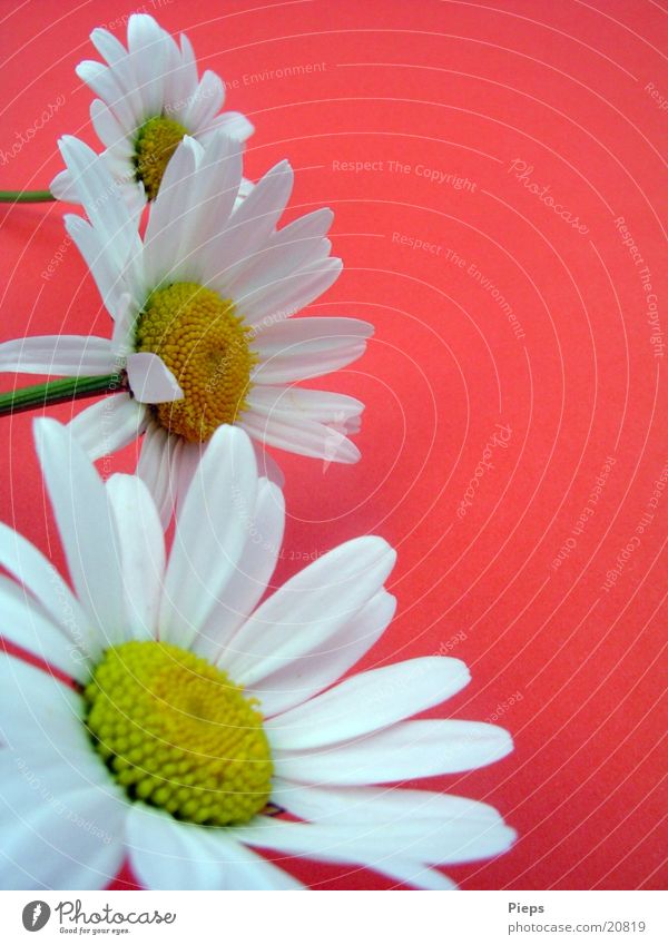 Drei weiße Margariten vor rotem Hintergrund Farbfoto Innenaufnahme Pflanze Frühling Blume Blüte Garten Frühlingsgefühle Margerite Wiesenblume 3 Tag Blühend