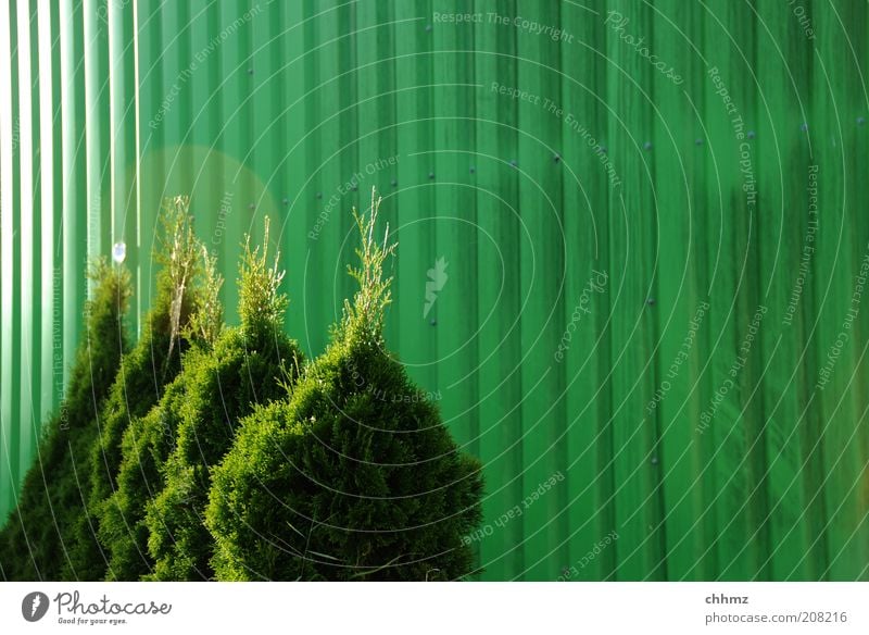Quartett Pflanze Sträucher Grünpflanze Metall grün Farbe Gegenlicht Reihe Lebensbaum Farbfoto Menschenleer Textfreiraum rechts Tag Wellblechwand hintereinander