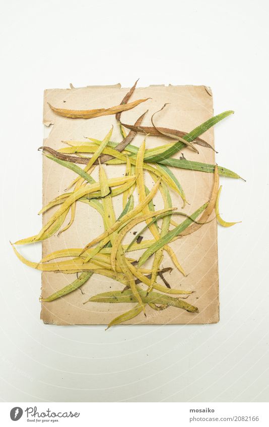 Herbarium - Blätter auf Papier elegant Design Garten Natur Pflanze ästhetisch Zufriedenheit Stil Vergänglichkeit Wachstum Botanik getrocknet herbstlich Herbst