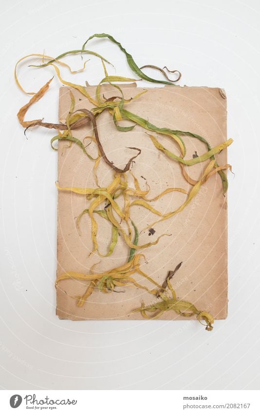 Herbarium - Blätter auf Papier elegant Design Garten Natur Pflanze Blatt exotisch ästhetisch Zufriedenheit Kreativität Kunst Stil Vergänglichkeit Wachstum