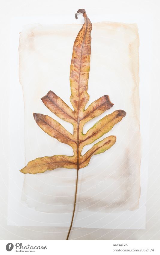 Herbarium - loses Blatt auf Papier elegant Design Garten Natur Pflanze exotisch ästhetisch Zufriedenheit Stil Vergänglichkeit Wachstum Botanik getrocknet