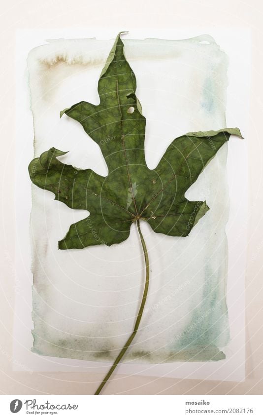 Herbarium - Feigenblatt auf Wasserfarben Design Kunst Umwelt Natur Pflanze Herbst Blatt exotisch authentisch Romantik schön achtsam ruhig Leben träumen