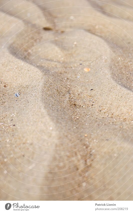 Sandrippel [2] Umwelt Natur Landschaft Urelemente Erde Küste Strand ästhetisch schön Rippeln Formation vorwärts Farbfoto Detailaufnahme Menschenleer Tag