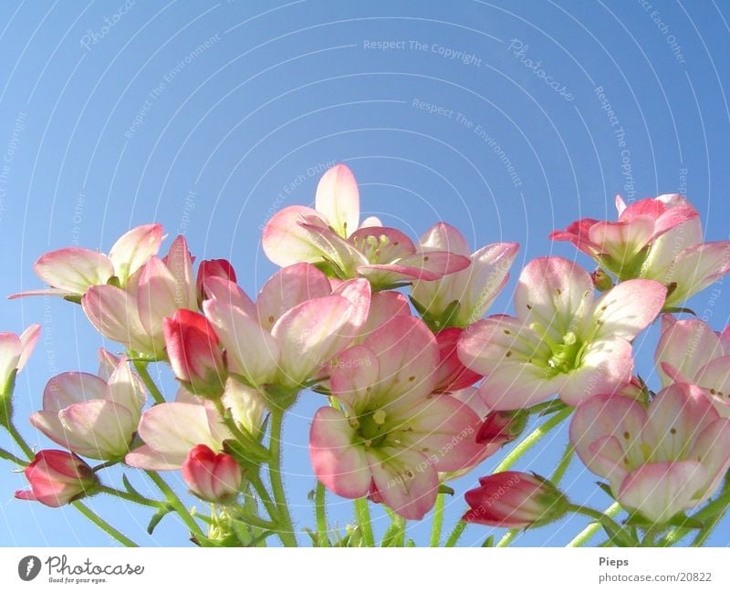 WinzigZartRosa Farbfoto Außenaufnahme Makroaufnahme Pflanze Himmel Frühling Blume Blüte Garten Vergänglichkeit Mai zart Jahreszeiten steinbrech may flower