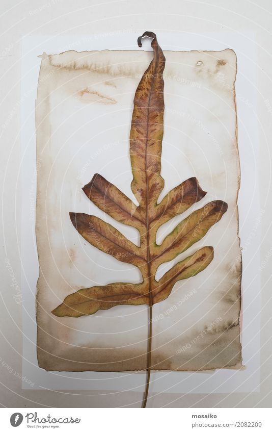 Herbarium. Brown-Blatt auf Papierhintergrund Kunst Gemälde Natur Pflanze exotisch ästhetisch Zufriedenheit Design Botanik Wasserfarbe Aquarell Garten grün