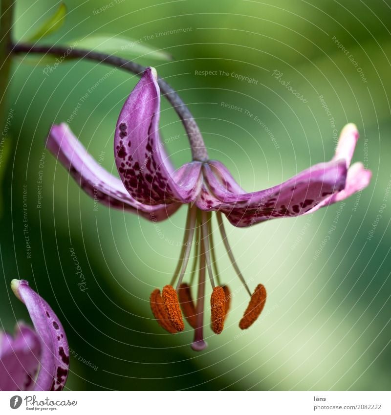 Türkenbundlilie Umwelt Pflanze Wildpflanze Wiese außergewöhnlich einfach Blühend Lilien warten Farbfoto Menschenleer