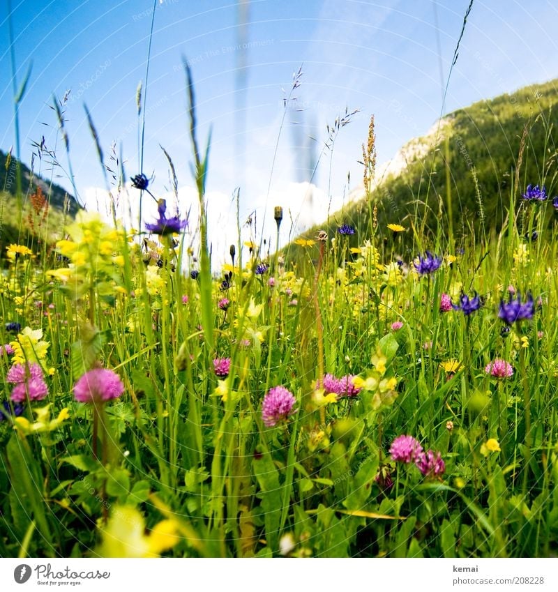 Berg-Sommerwiese Umwelt Natur Landschaft Pflanze Himmel Sonne Sonnenlicht Frühling Klima Schönes Wetter Wärme Blume Gras Blüte Grünpflanze Wildpflanze Klee