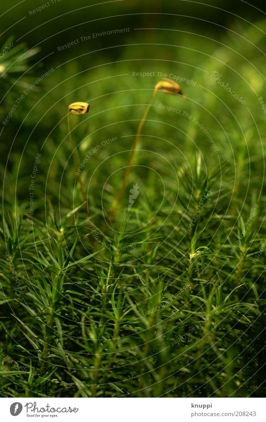einmal Moos im Doppelpack ruhig Umwelt Natur Pflanze Erde Sonnenlicht Frühling Sommer Schönes Wetter Gras Blüte Menschenleer beobachten Duft Wachstum elegant