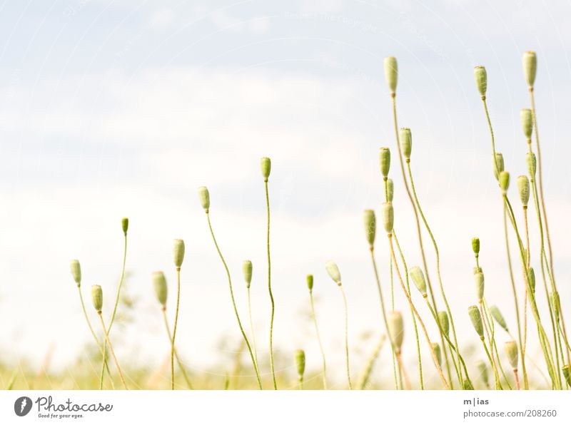 Sommer. Getreide Bioprodukte elegant harmonisch Ausflug Ferne Freiheit Pflanze Schönes Wetter Mohn Feld ästhetisch Leichtigkeit Farbfoto Gedeckte Farben