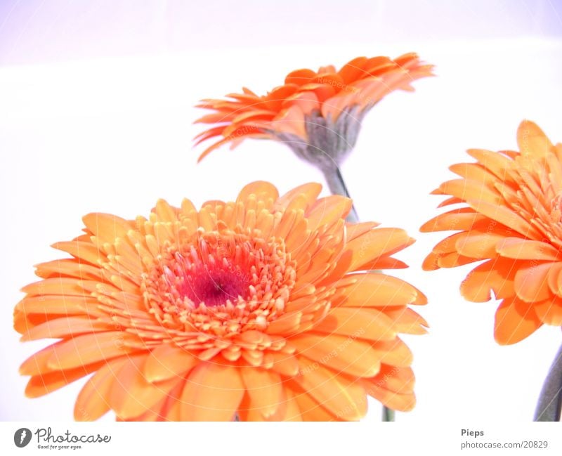 Realität der angenehmen Art (1) Farbfoto Innenaufnahme Freude Pflanze Sommer Blume Blüte Blühend Lebensfreude Vergänglichkeit Gerbera orange blossom flowers 3