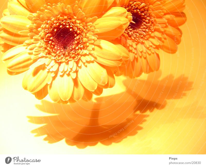 Realität der angenehmen Art (2) Farbfoto Innenaufnahme Schatten Freude Pflanze Sommer Blume Blüte Blumenstrauß Blühend frisch Wärme gelb Überraschung