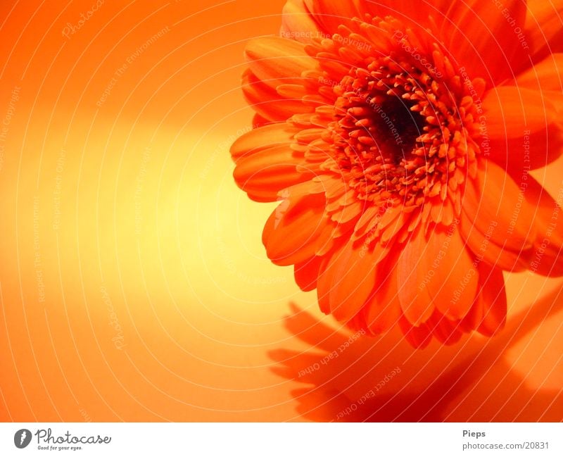 Realität der angenehmen Art (3) Farbfoto Innenaufnahme Schatten Freude Pflanze Blume Blüte Blühend Vergänglichkeit Gerbera orange flower blossom