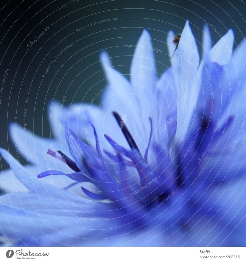 blaue Kornblume Cyanus blaue Blume blühende Kornblume blühende Blume Blaue Blume der Romantik blaue Blüte Wiesenblume Wildblume einzigartig hellblau prächtig