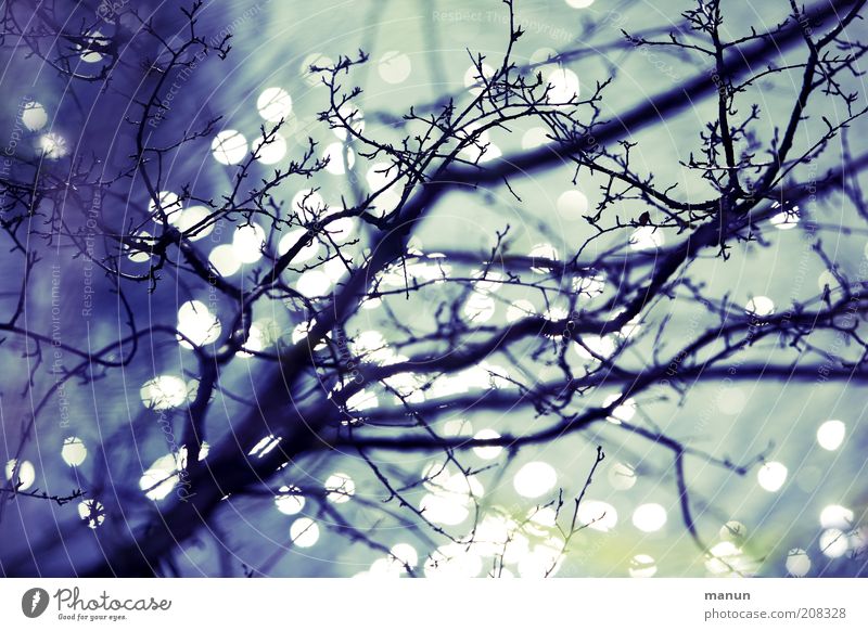 Abzweigung Natur Herbst Baum Sträucher Ast herbstlich ästhetisch außergewöhnlich frisch stachelig Farbfoto Außenaufnahme abstrakt Tag Silhouette