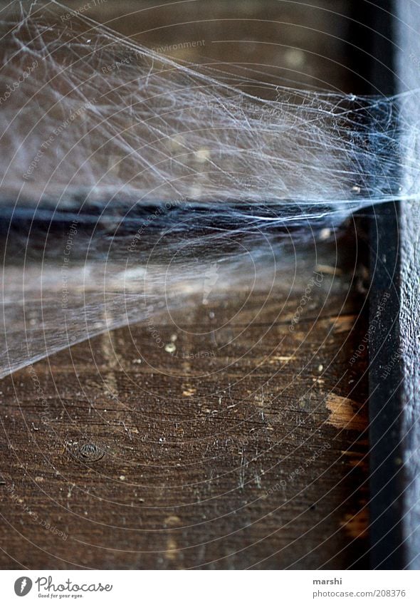 Spidermans Zuhause Natur alt Spinnennetz Ekel Holz Holzwand dreckig Farbfoto Außenaufnahme Holzbrett Ecke Fuge verfallen schäbig Vergangenheit braun