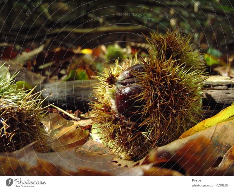 Mister Maroni Farbfoto Außenaufnahme Detailaufnahme Tag Natur Herbst Blatt Wald entdecken glänzend Wachstum stachelig braun Vergänglichkeit Nuss Maronen
