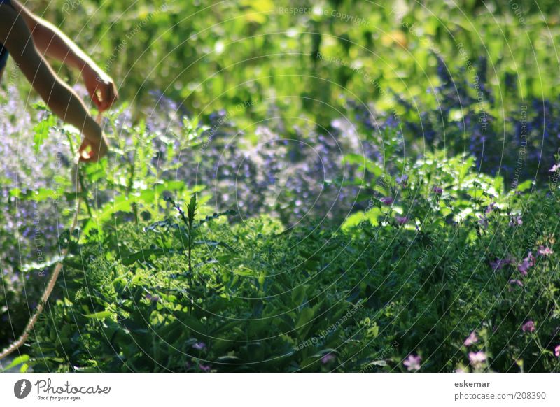 im Garten Mensch Arme Hand 1 Umwelt Natur Sommer Schönes Wetter Pflanze Blume Sträucher Blatt Blüte Grünpflanze Wildpflanze Arbeit & Erwerbstätigkeit