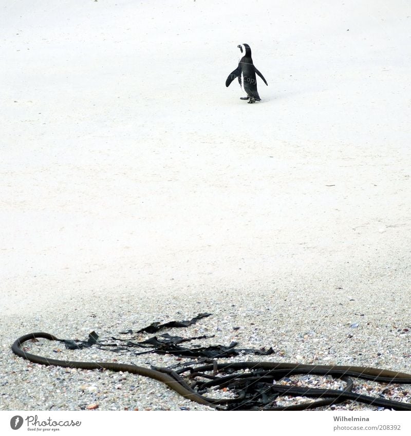 Einsamer Wanderer Sand Strand Tier Wildtier Pinguin 1 Einsamkeit Außenaufnahme Menschenleer Kontrast Sandstrand Algen Textfreiraum Mitte schwarz weiß