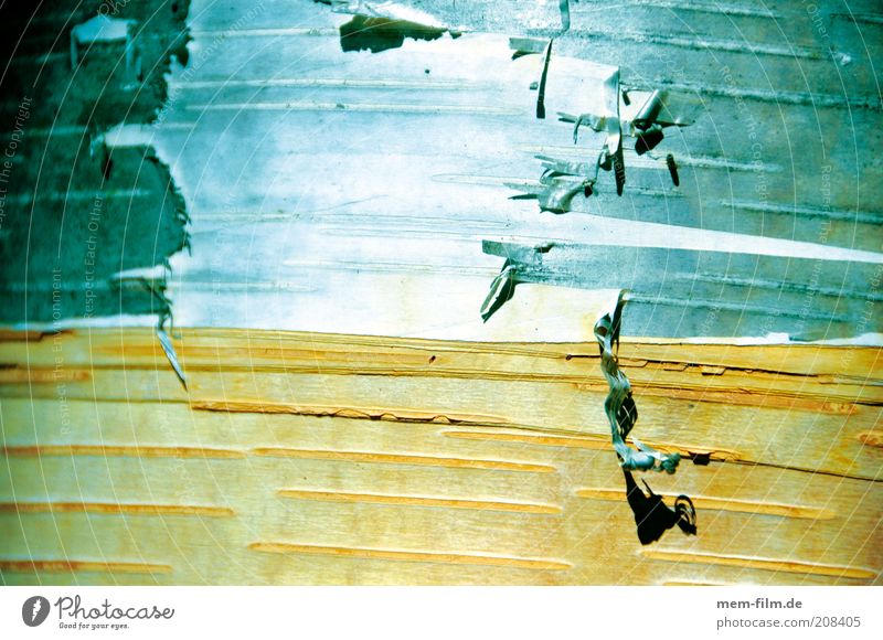 sonnenbrand Birke Baumrinde Hintergrundbild Natur häuten abziehen verwundbar abblättern Niveau Oberfläche Oberflächenstruktur Außenaufnahme Farbfoto
